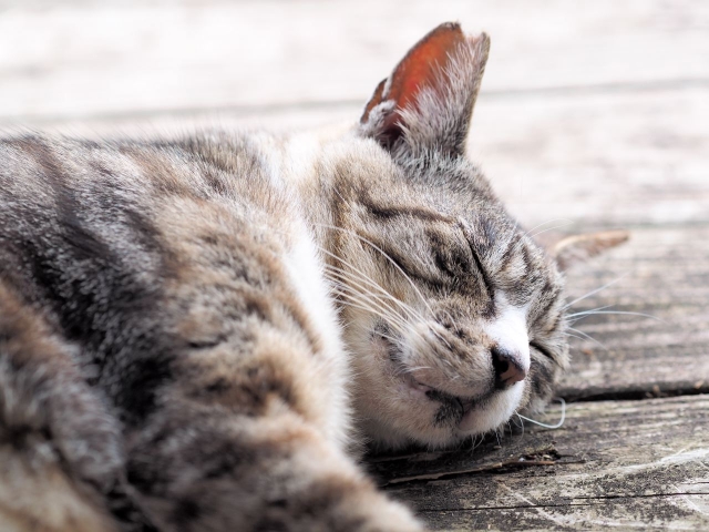 脱出を夢見るにゃんこ